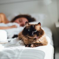 do cats protect you while you sleep