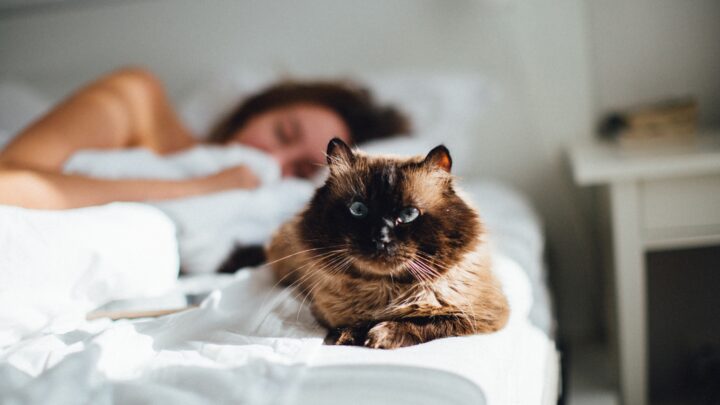 Do Cats Protect You While You Sleep? “Purrtect And Serve” Or?