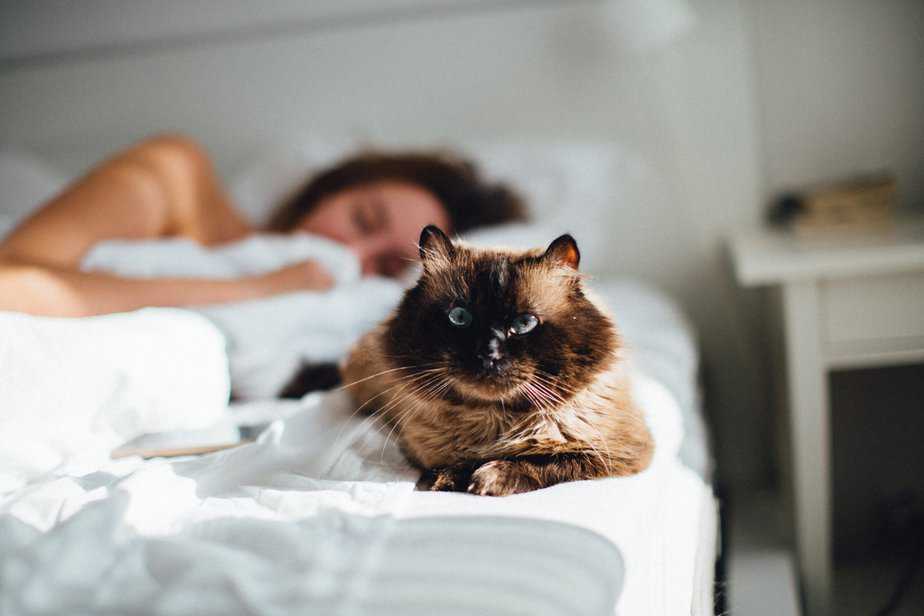 do cats protect you while you sleep