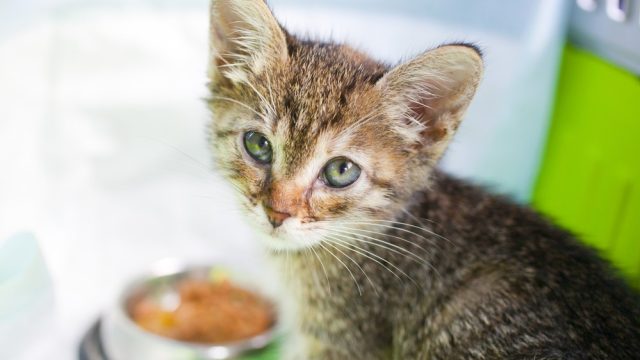 how long can kittens go without food