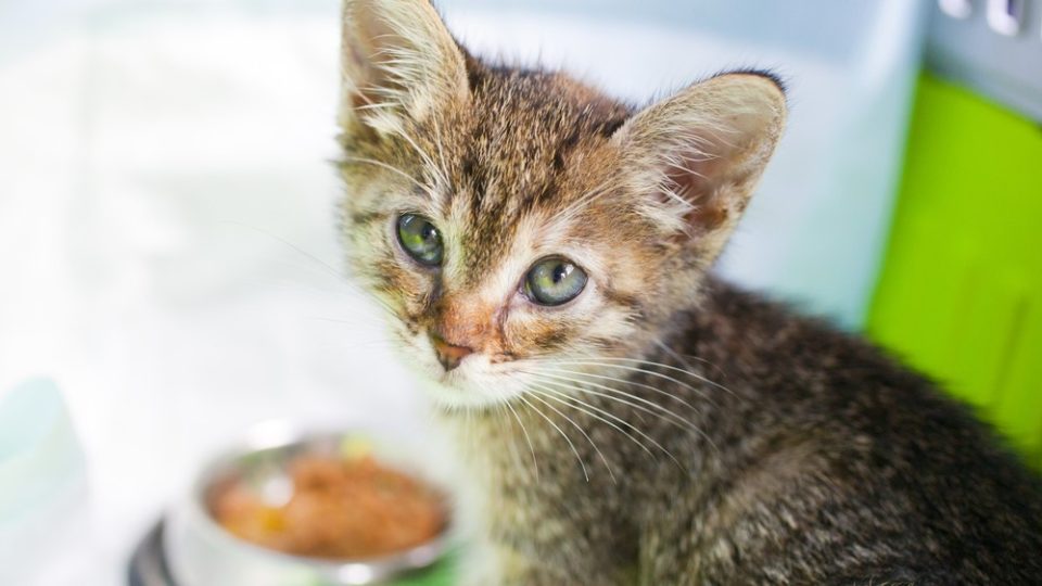 how-long-can-cats-go-without-food-all-you-need-to-know-tuxedo-cat