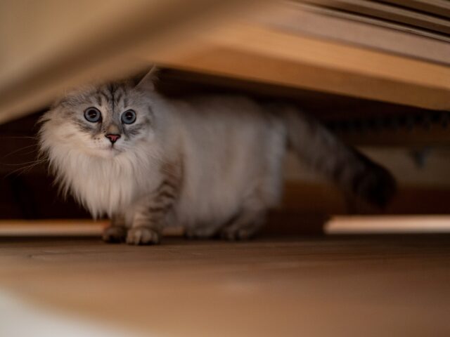 keeping a cat in one room