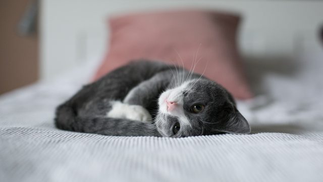 polish cat names
