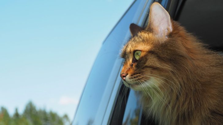 6 Life-Saving Tips For Your First Road Trip With A Cat