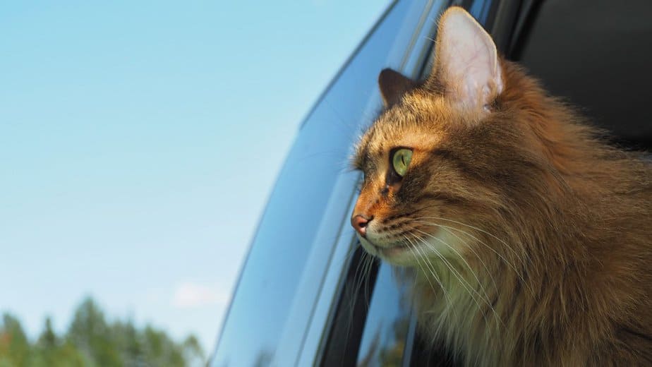 road trip with cat