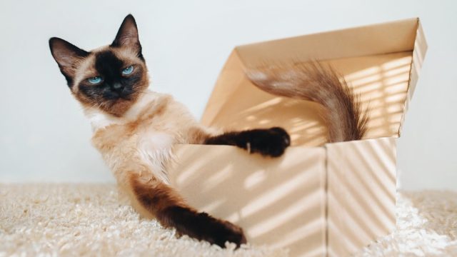 sassy cat names