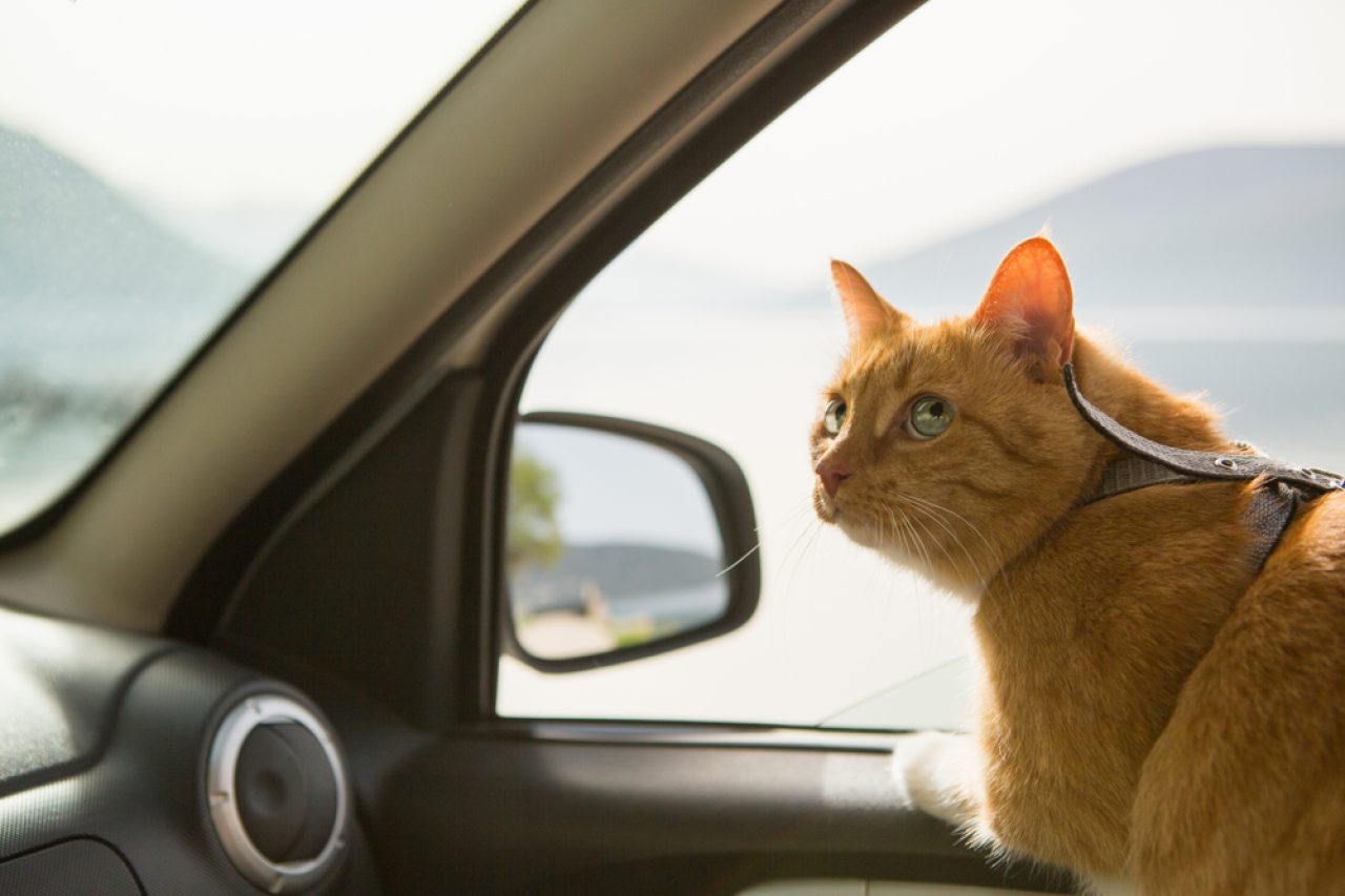 6 Life-Saving Tips For Your First Road Trip With A Cat!