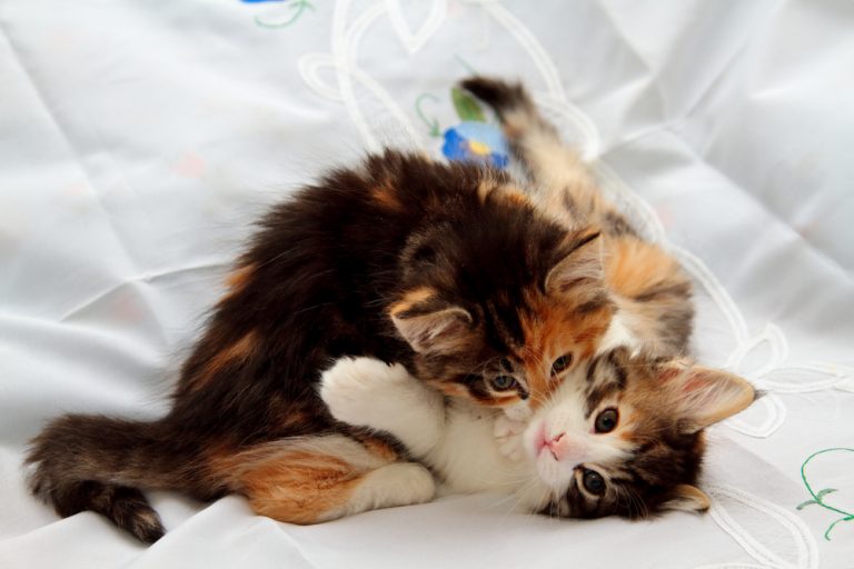 Norwegian Forest Cat Vs. Siberian Which One Is Purrfect For You?