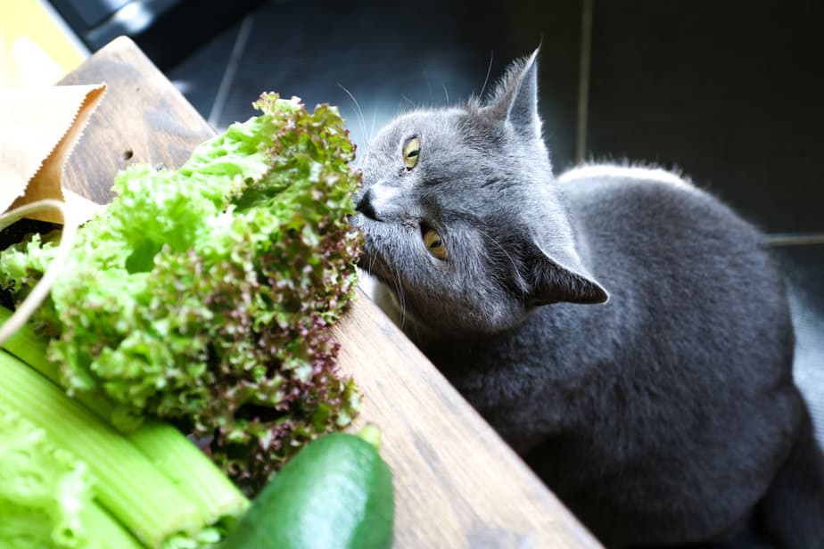 Can Cats Eat Lettuce? Should You Let Her Feast On It?