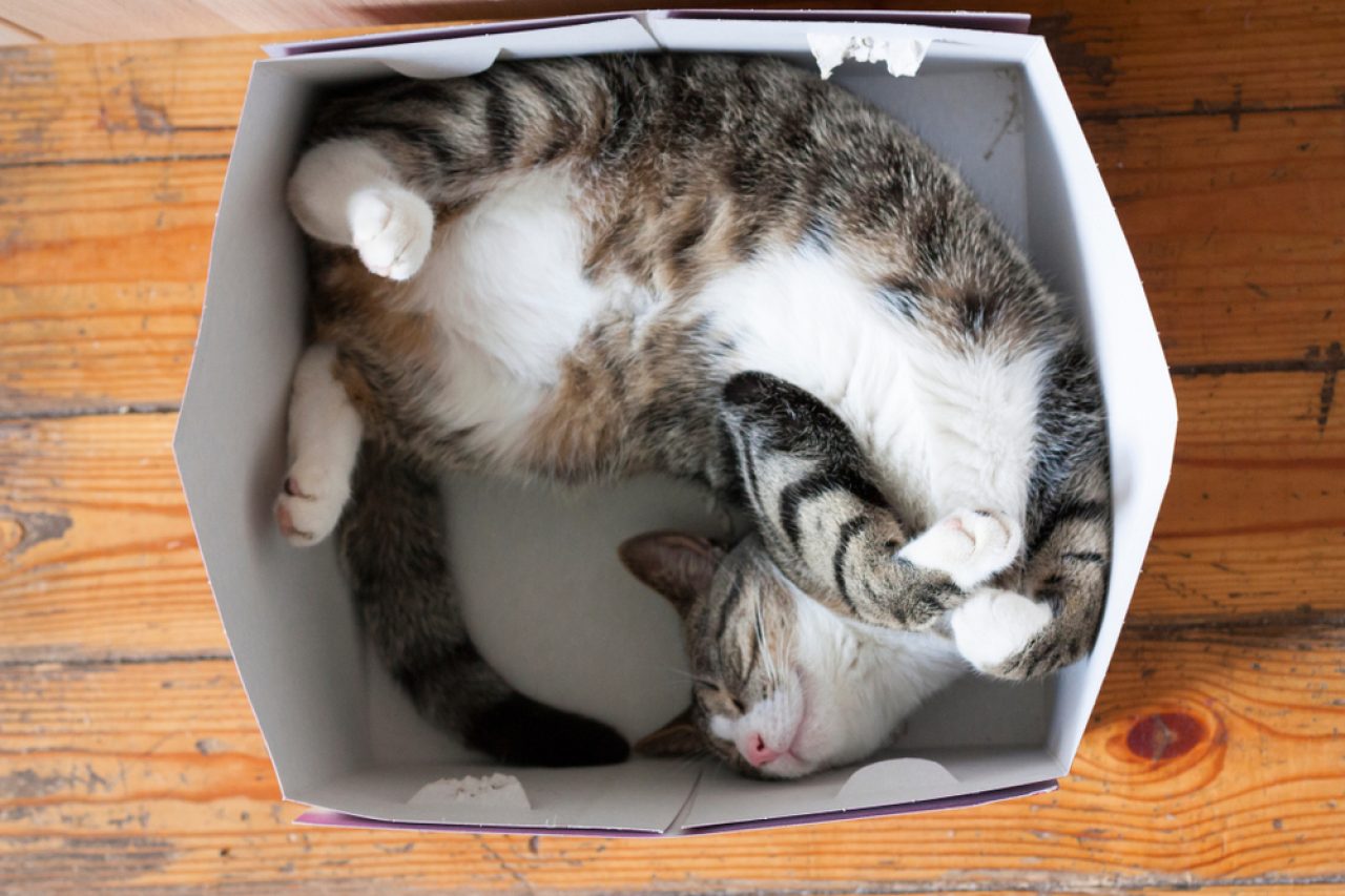 Is Your Cat Eating Cardboard? Here's What It Means!