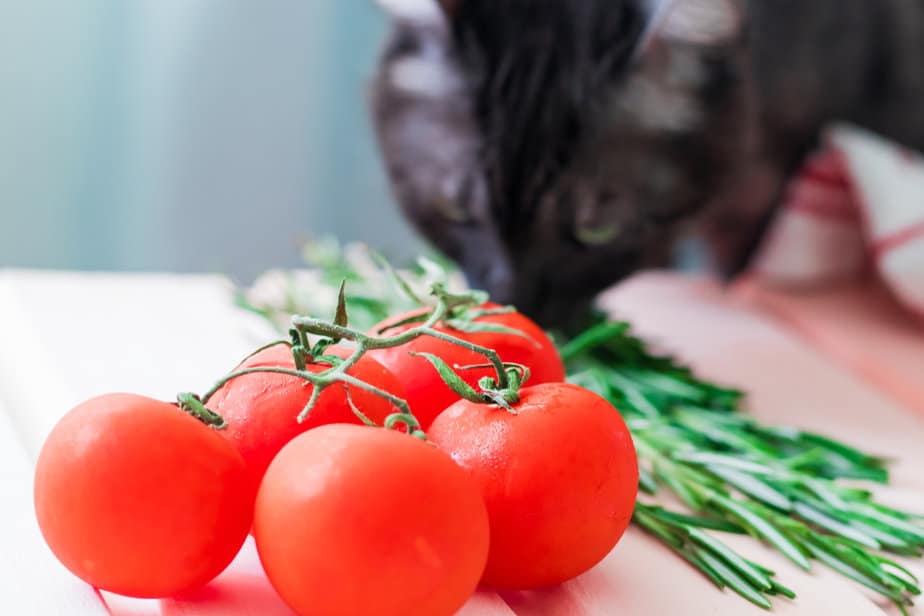 Can Cats Eat Tomatoes? Can They Enjoy These Fruity Veggies?
