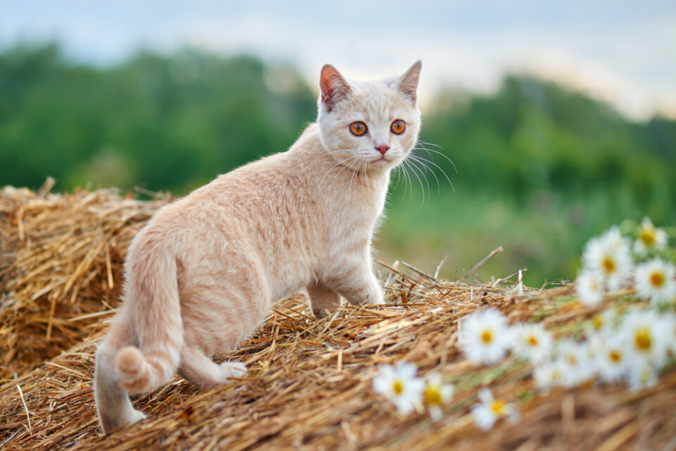 Can Cats Eat Hay? Do They Draw The Line At This Dried Grass?