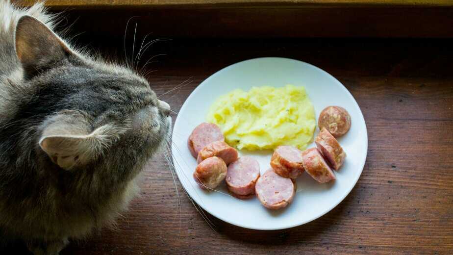 can cats eat mashed potatoes
