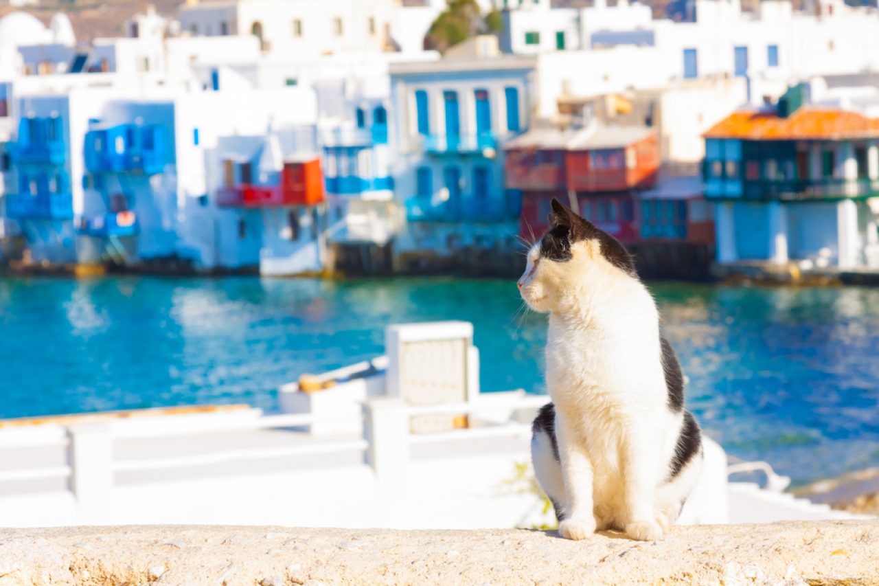 380+ Stunning Greek Cat Names That You Can Choose From