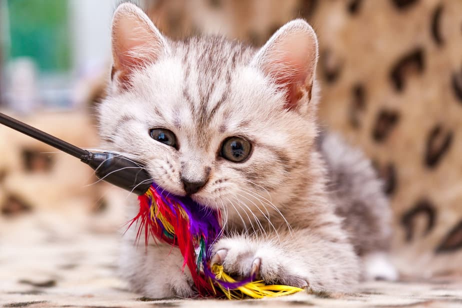 My Cat Ate A Feather! Is This A Featherweight Problem?