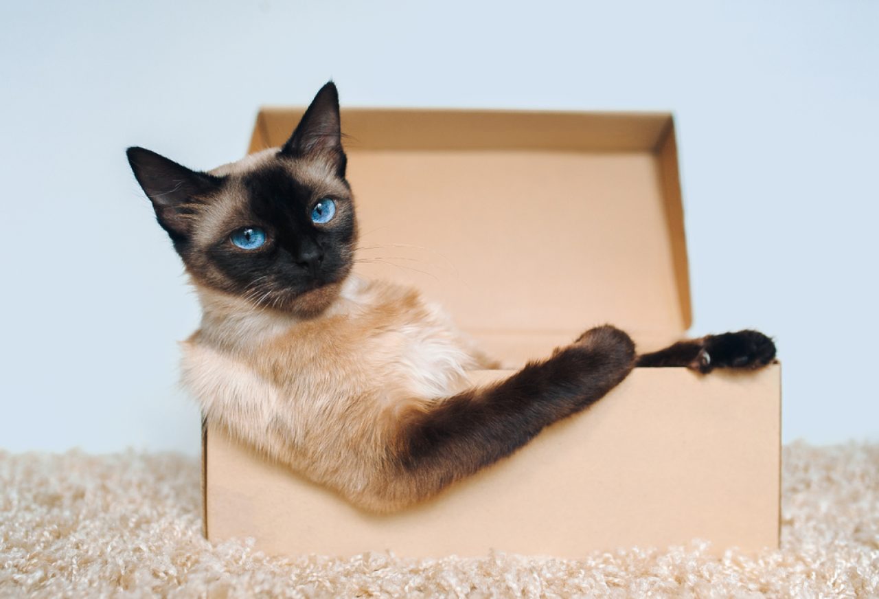 Is Your Cat Eating Cardboard? Here's What It Means!