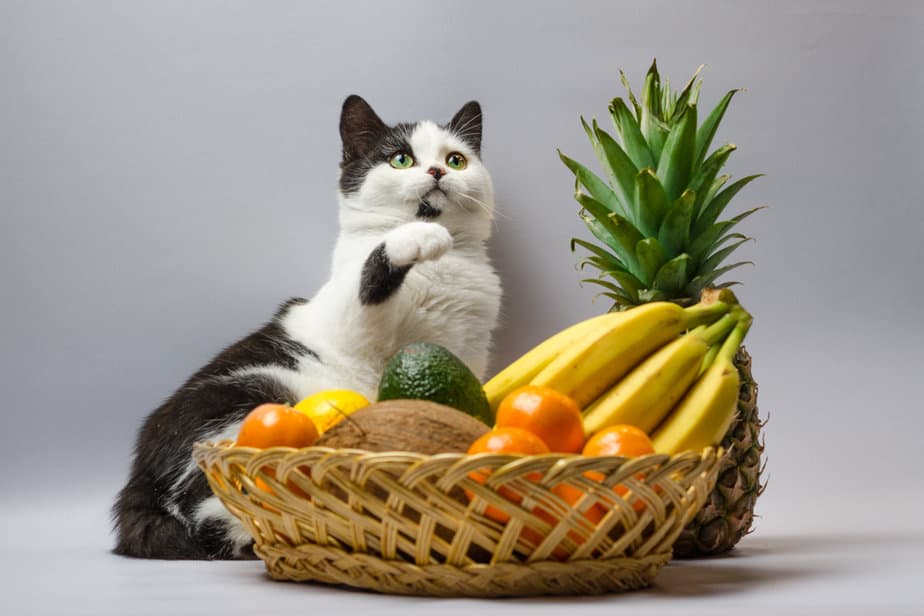 Kediler Avokado Yiyebilir mi? Bu Lezzetli İkram Onların Dünyasını "Guac" Yapabilir mi?