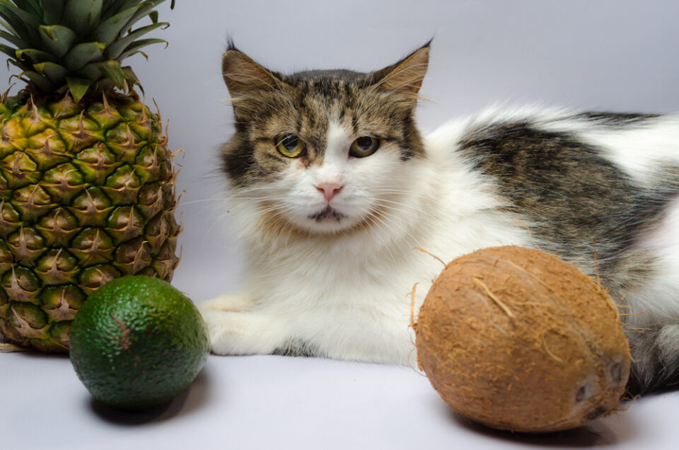 Can Cats Eat Avocado? Can This Tasty Treat "Guac" Their World?