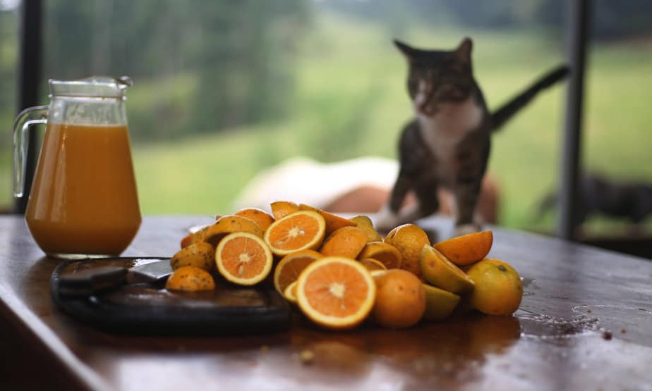 Kediler Portakal Suyu İçebilir mi? Günü "Sıkmak" mı Yoksa Kaçmak mı?