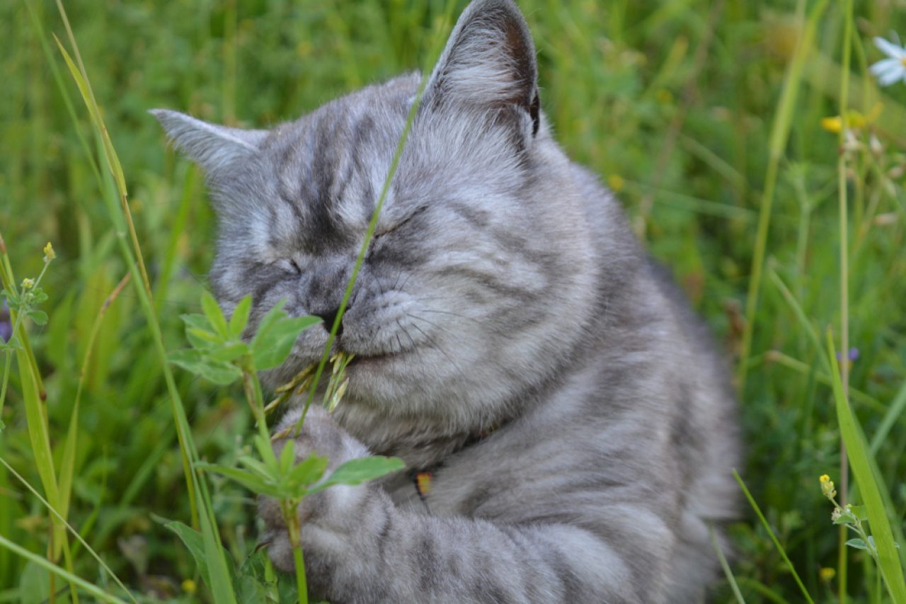 Why Do Cats Close Their Eyes When They Eat? What's The Tea?