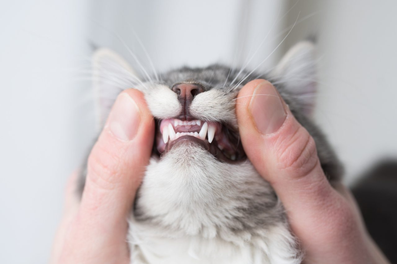 Kedi Ağzına Bir Şey Sıkışmış Gibi Davranıyor! Ne olabilir ki?