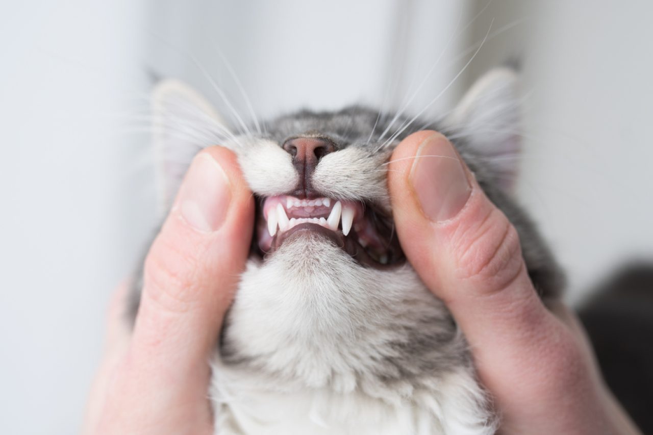 Cat Acts Like Something's Stuck In Her Mouth! What Could It Be?