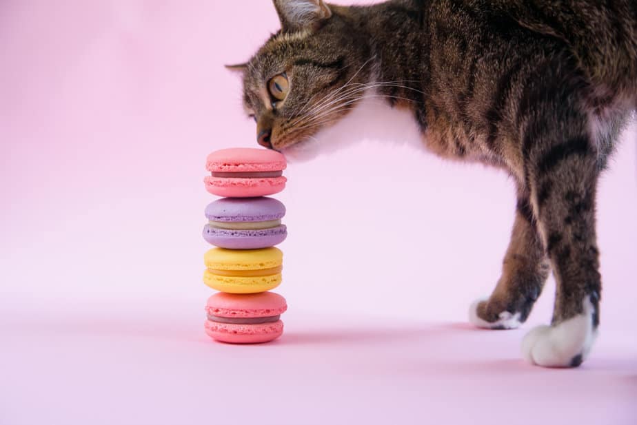 Kediler Tatlı Yiyebilir mi? Bu İki Kedi Dost mu Yoksa Düşman mı?