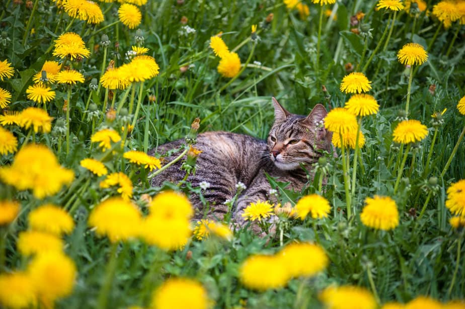 are dandelion weeds poisonous to dogs