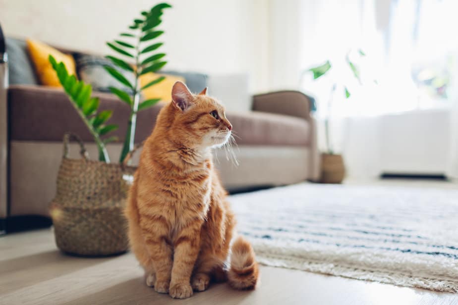 Everything You Need To Know About Keeping A Cat In One Room
