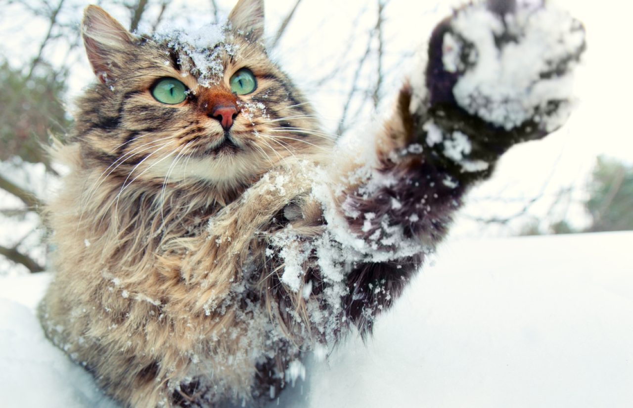 Cat Winter Coat: Do Cats Become Fluffier During The Winter?