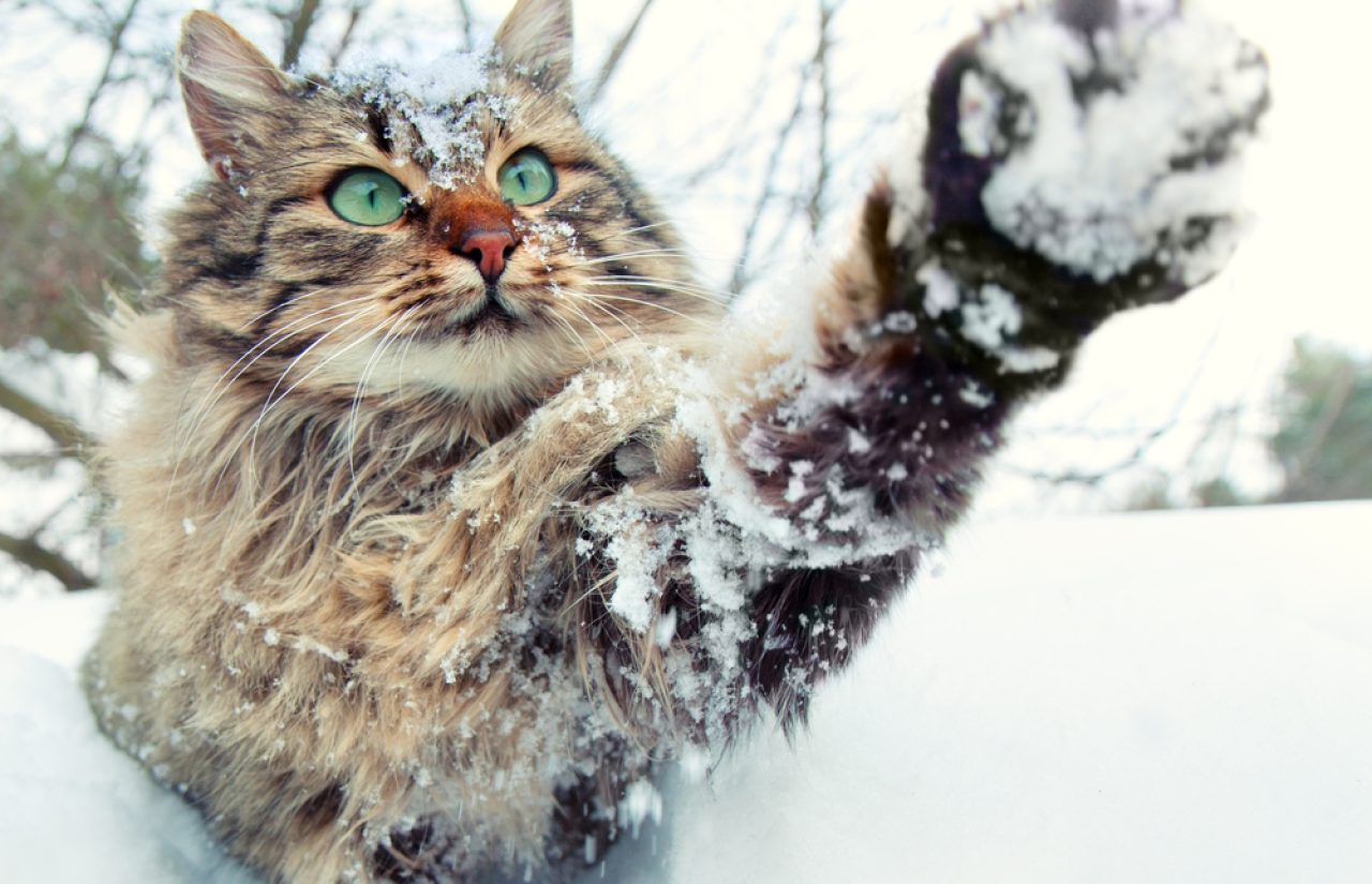 Kedi Kışlık Tüyleri: Kediler Kış Aylarında Daha mı Kabarık Olur?