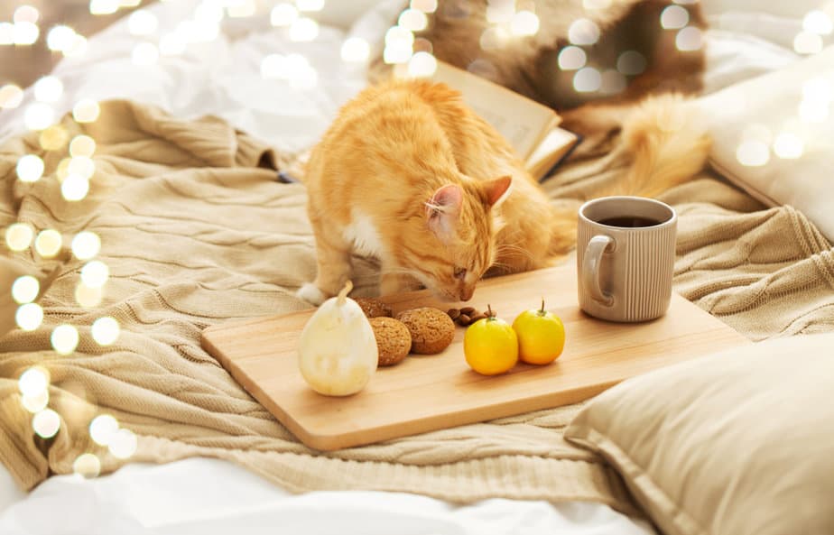 Can Cats Eat Almonds? What's Their Take On These Nutty Treats?