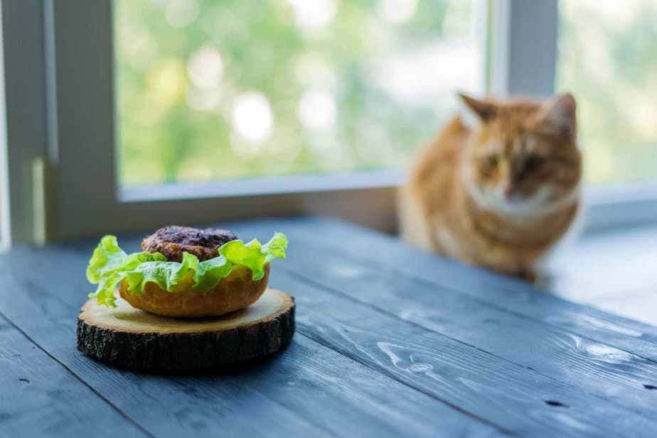 Kediler Marul Yiyebilir mi? Yemesine İzin Vermeli misiniz?