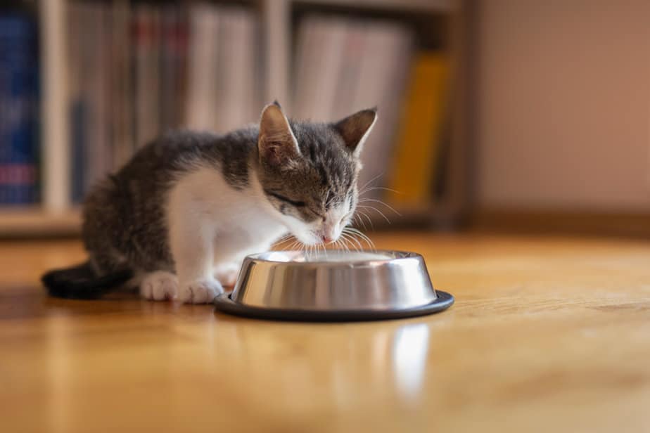 how-long-can-kittens-go-without-food-should-i-be-worried