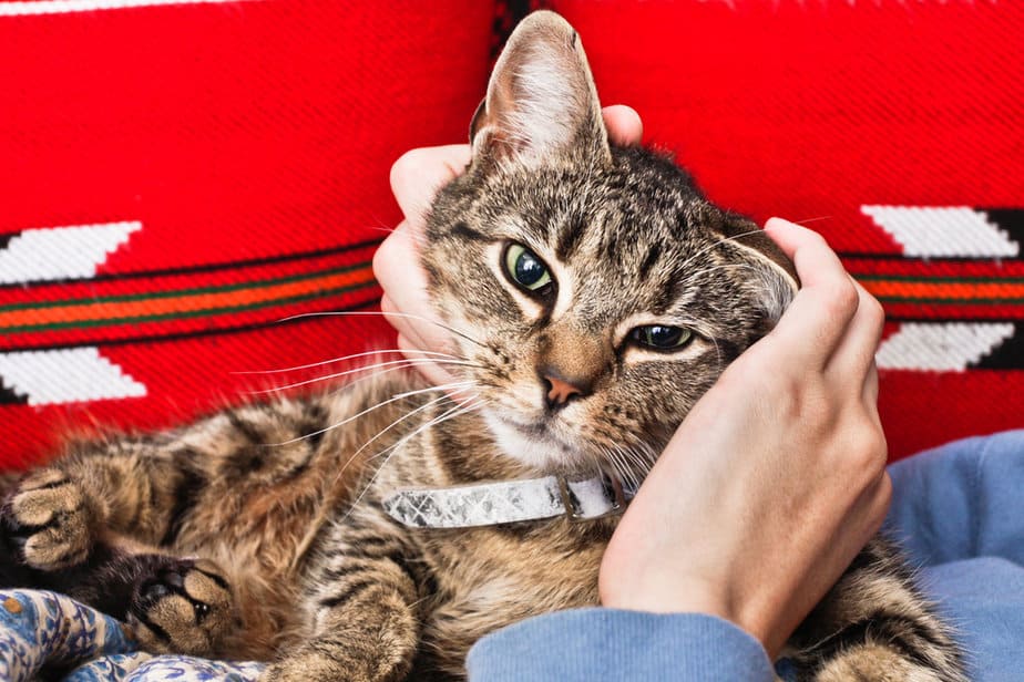 Can Cats Tell When You're Sick? Is It Black Magic?