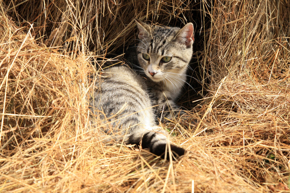 Can Cats Eat Hay? Do They Draw The Line At This Dried Grass?