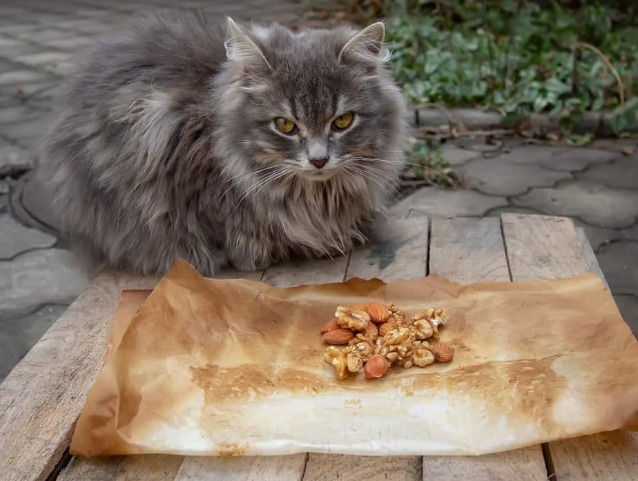 Can Cats Eat Almonds? What's Their Take On These Nutty Treats?