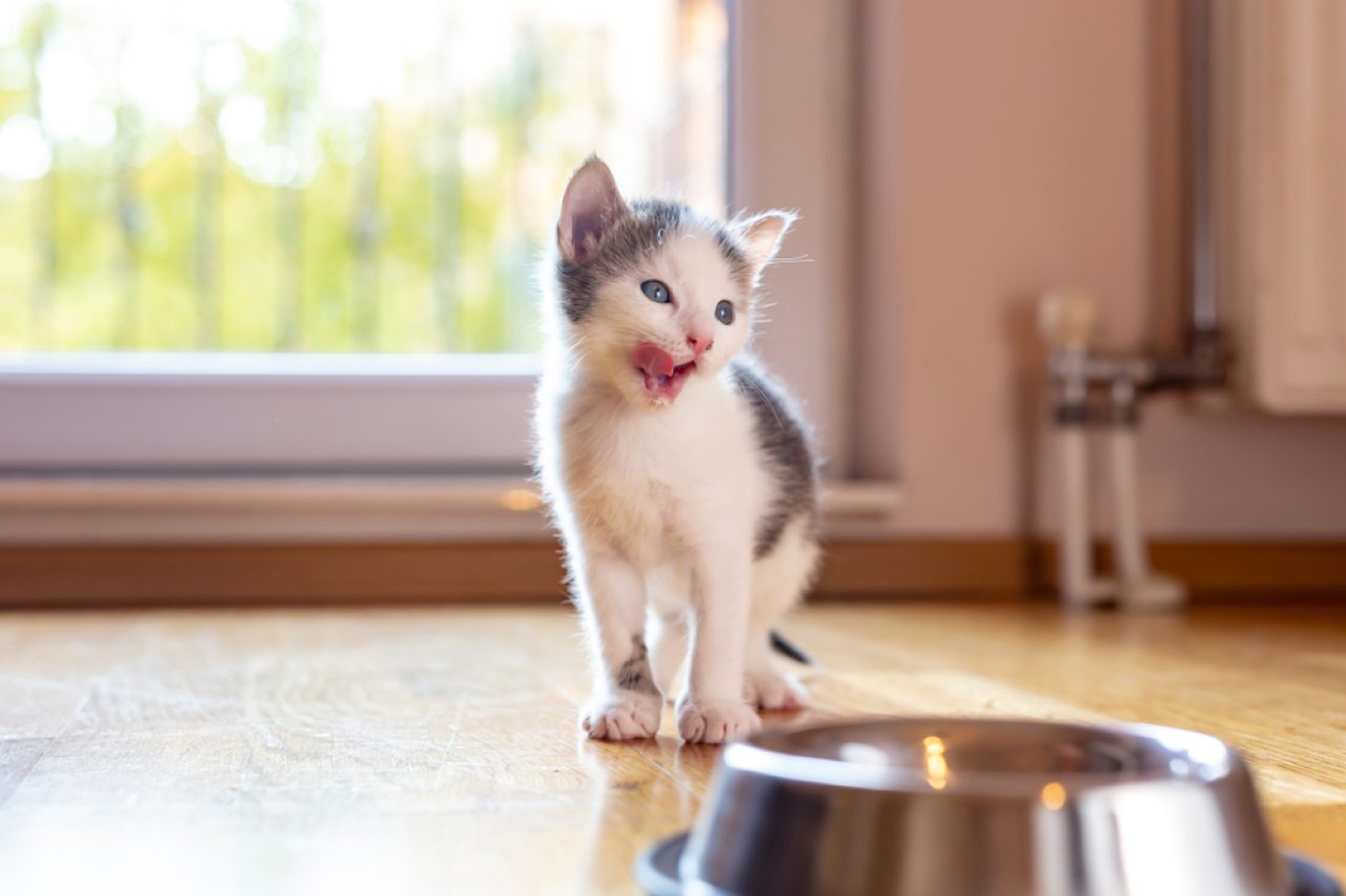 How Long Can Kittens Go Without Food: Should I Be Worried?