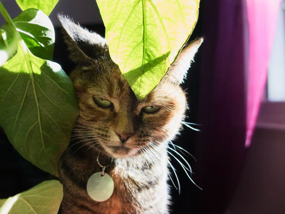 Can Cats Eat Avocado? Can This Tasty Treat "Guac" Their World?