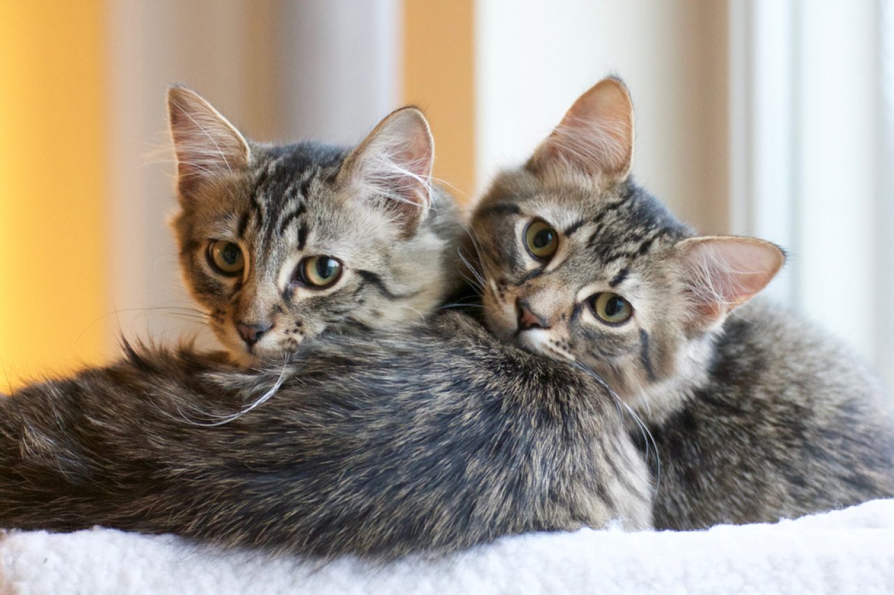 Twin Cat Names: 290+ Names For The "Purrfect Furends"