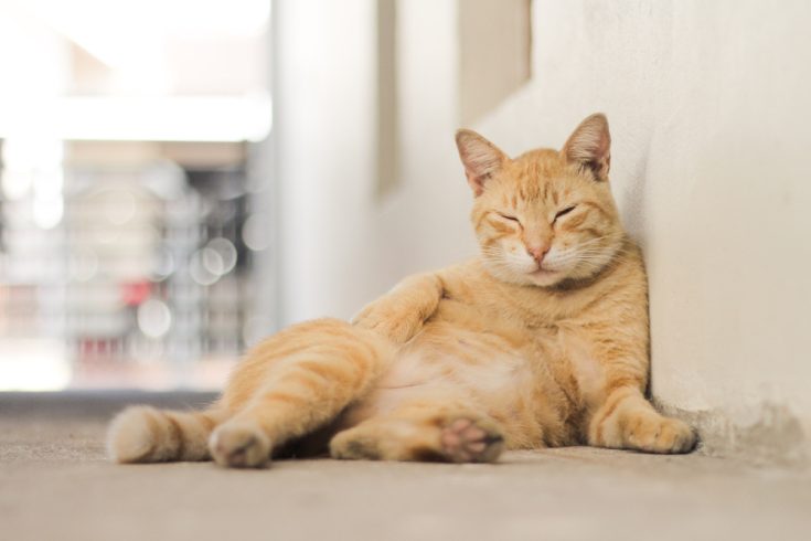 Everything You Need To Know About Keeping A Cat In One Room