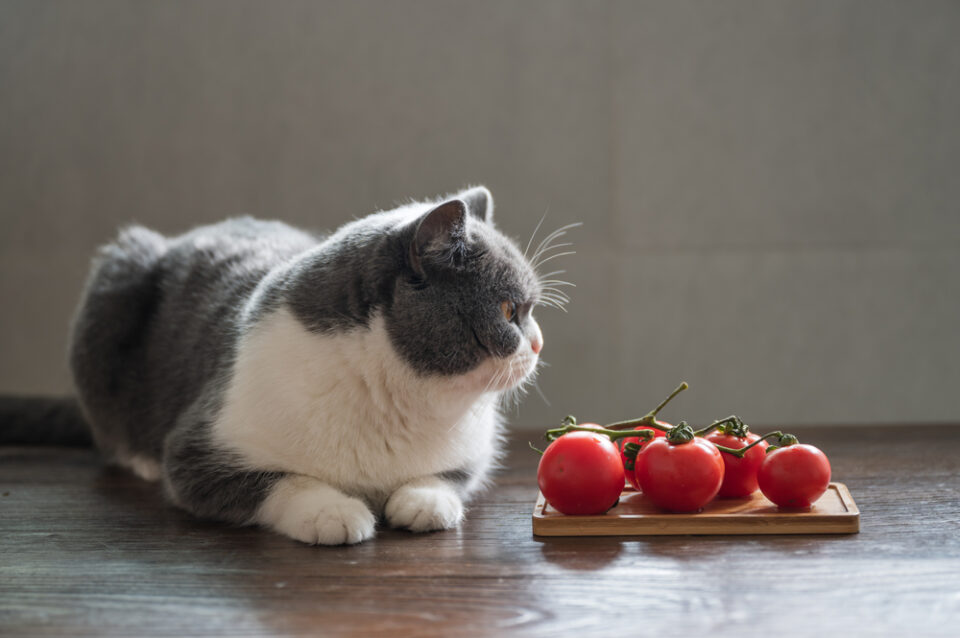 Illustration of Feline Digestive Issues After Eating Tomatoes