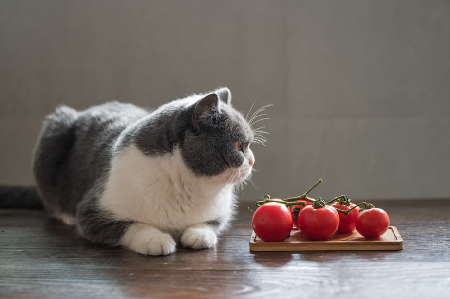 Kediler Domates Yiyebilir mi? Bu Meyveli Sebzelerin Keyfini Çıkarabilirler mi?