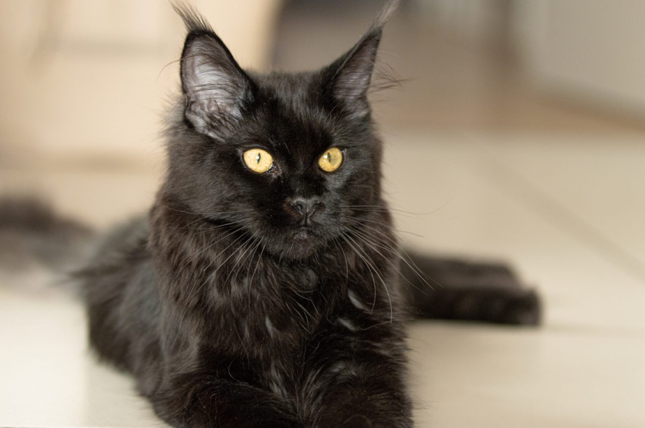 Black Smoke Maine Coon: The Truth About This Majestic Cat