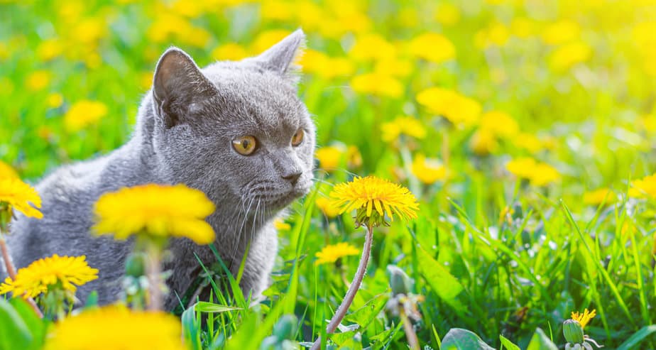 Can Cats Eat Dandelions? Are These Garden Weeds Dandy?