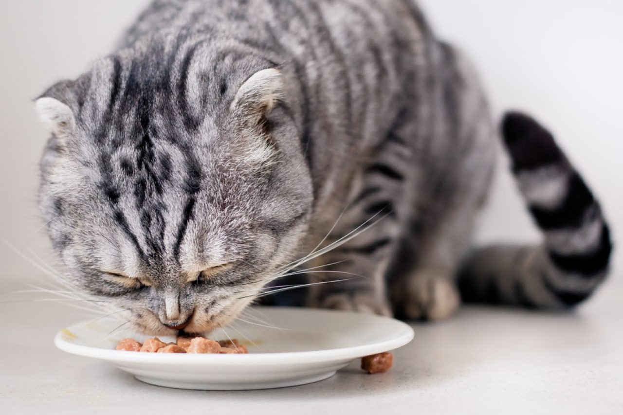 Kediler Yemek Yerken Neden Gözlerini Kapatır? Çay nedir?