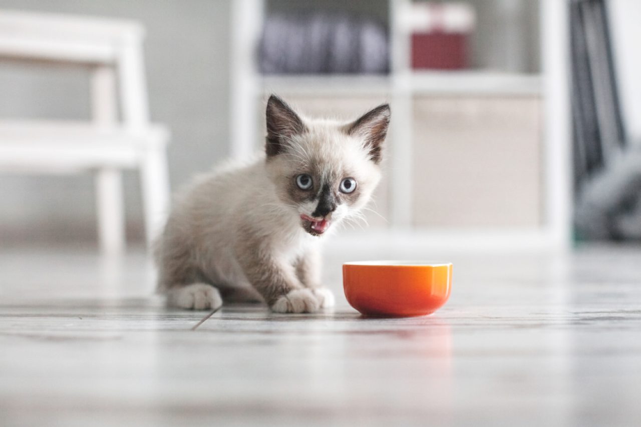 Yavru Kediler Ne Kadar Süre Yemeksiz Kalabilir: Endişelenmeli miyim?