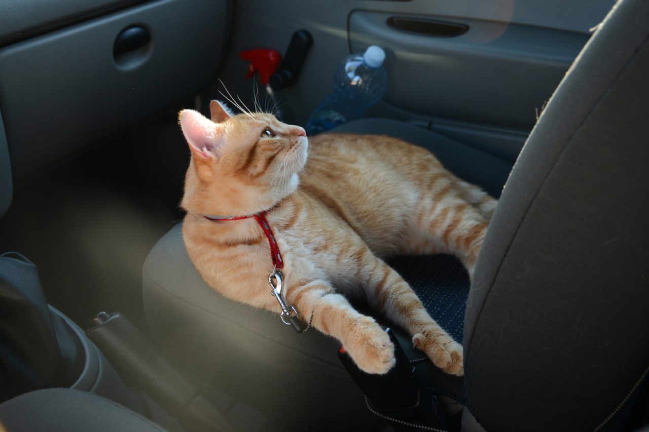 6 Life-Saving Tips For Your First Road Trip With A Cat!