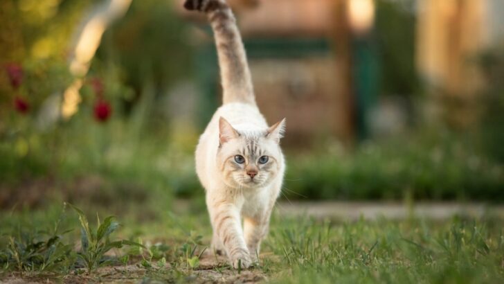 10 Possible Reasons Your Cat Hits You With Her Tail