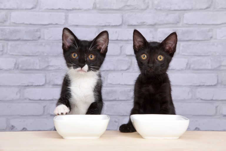 how-long-can-kittens-go-without-food-should-i-be-worried